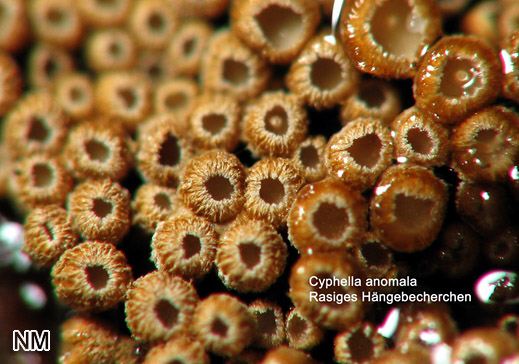 Cyphella anomala (=Merismodes a.) - Rasiges Hängebecherchen