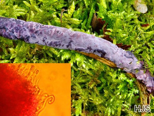 Helicobasidium brebissonii - Violette Schneckenbasidie