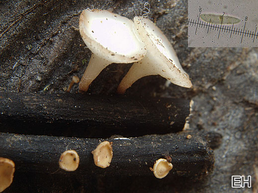 Hymenoscyphus fraxineus - Falsches weißes Stängelbecherchen