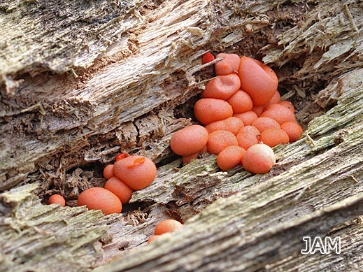 Lycogala epidendrum agg. - Blutmilchpilz