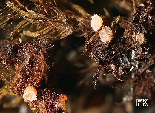 Octospora affinis - Goldhaarmoos-Moosbecherling