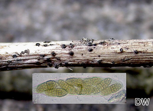 Pleospora straminis