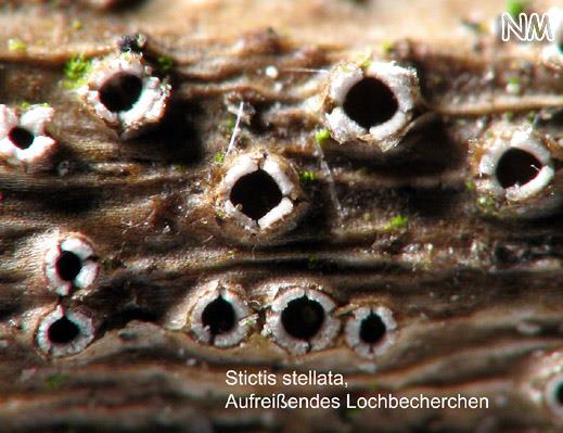 Stictis stellata - Sternförmiges Lochbecherchen