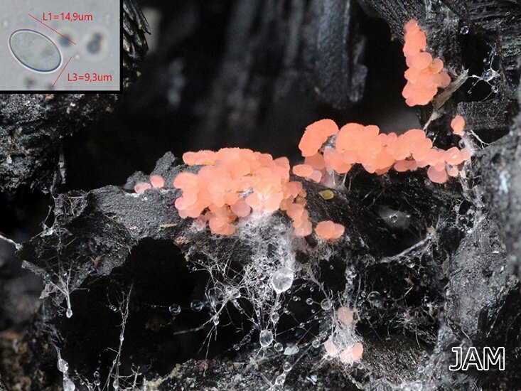 Großsporiger Feuerbecherling (Pyronema domesticum)