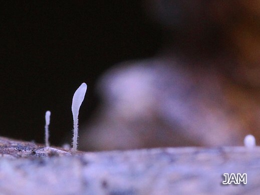 Typhula setipes - Borstenfüßiges Fadenkeulchen