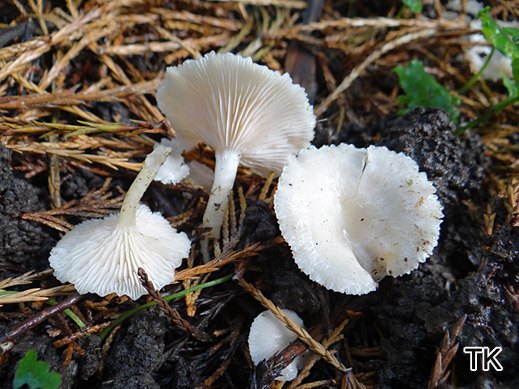 Clitocybe houghtonii- Rosa Trichterling