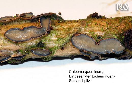 Colpoma quercinum- Eingesenkter Eichenrinden-Schlauchpilz
