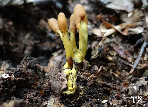Cordyceps ophioglossoides - Zungenkernkeule