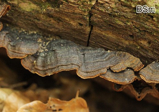 Hymenochaete rubiginosa - Umberbrauner Borstenscheibling