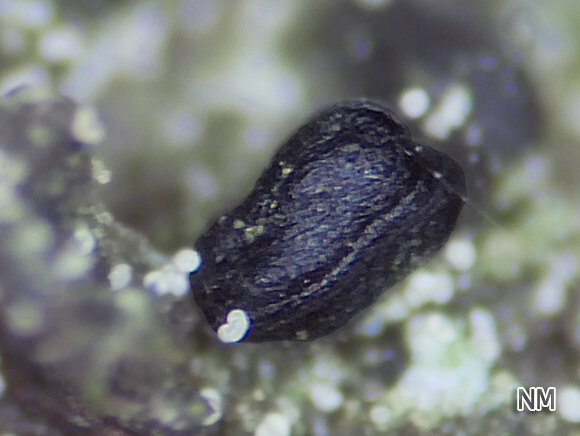 Kielförmiges Muschelpilzchen (Mytilinidion mytilinellum)