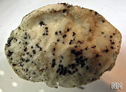 Ophiostoma polyporicula - Langhalsiger Perithecien-Kernpilz