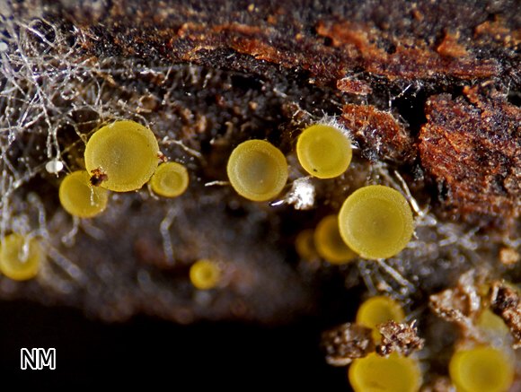 Scharlachrotes Knopfbecherchen (Orbilia eucalypti)