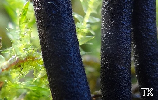 Foto 2: Trichoglossum hirsutum - Behaarte Erdzunge
