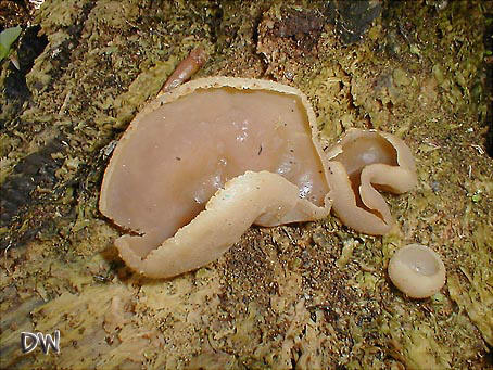 Kurzstieliger Holzbecherling - Peziza micropus