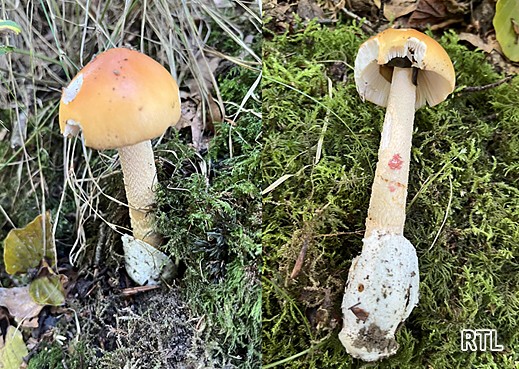 Amanita crocea - Orangegelber Scheidenstreifling