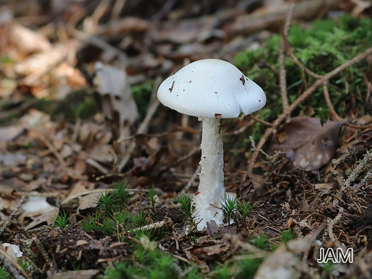 Kegelhütiger Knollenblätterpilz (Amanita virosa)