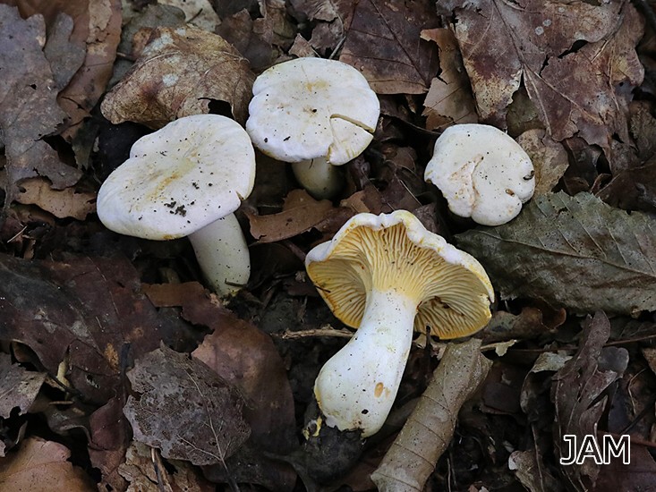 Bereifter Pfifferling (Cantharellus subpruinosus)