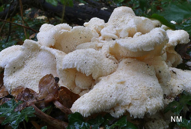 Creolophus cirrhatus - Dorniger Stachelbart