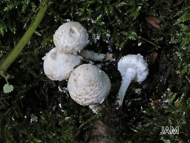 Heckenmehlschirmling (Cystolepiota adulterina)