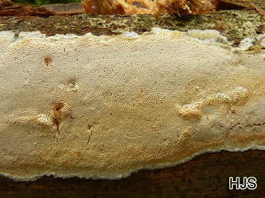 Diplomitoporus flavescens - Gilbende Nadelholztramete
