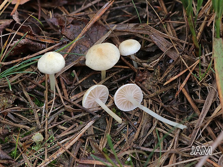 Mattweißer Glöckling (Entoloma sericellum)