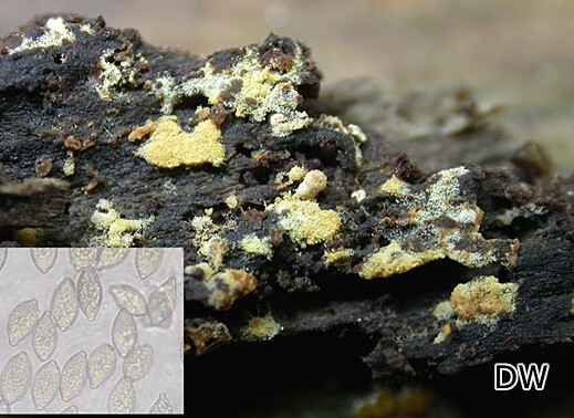 Haplotrichum aureum - NFF von Botryobasidium aureum - Schnallentragende Traubenbasidie