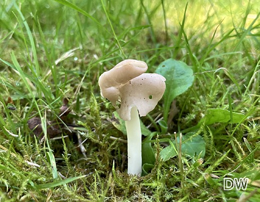 Helvella elastica - Elastische Lorchel 