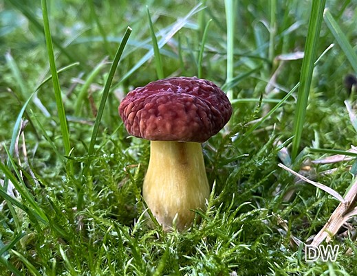 Hortiboletus engelii - Eichen-Filzröhrling