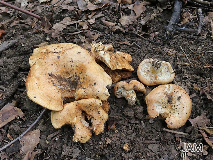 Schöner Zonen-Milchling (Lactarius zonarius)