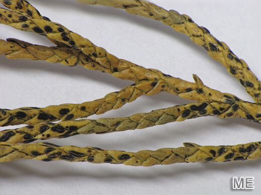 Lophodermium juniperinum - Wacholder-Spaltlippe