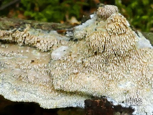 Mycoacia aurea – Goldgelber Fadenstachelpilz