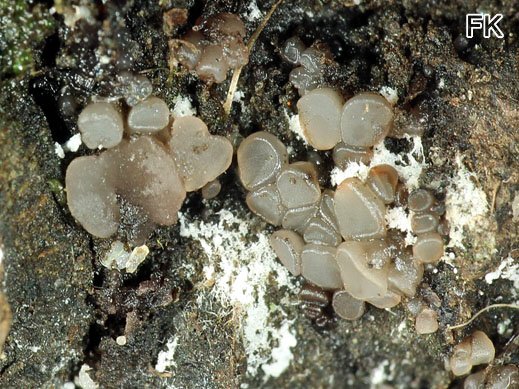 Ombrophila rubicunda - Kiefernzapfen-Gallertkreisling