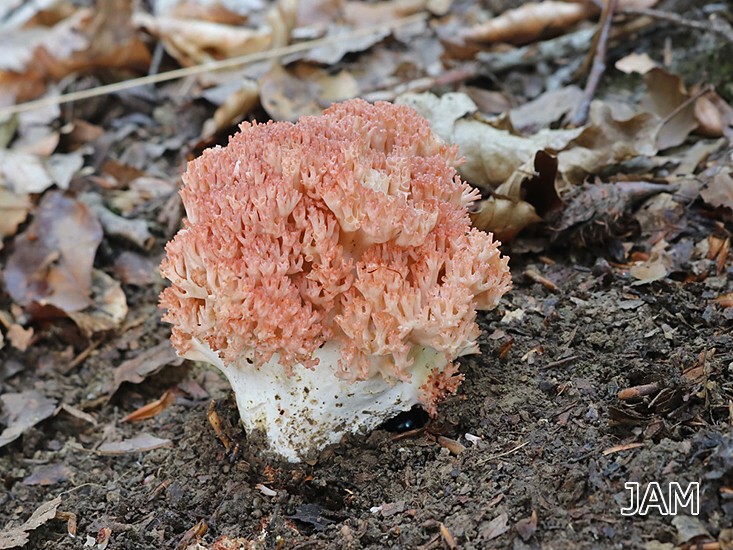 Hahnenkamm-Koralle (Ramaria botrytis)