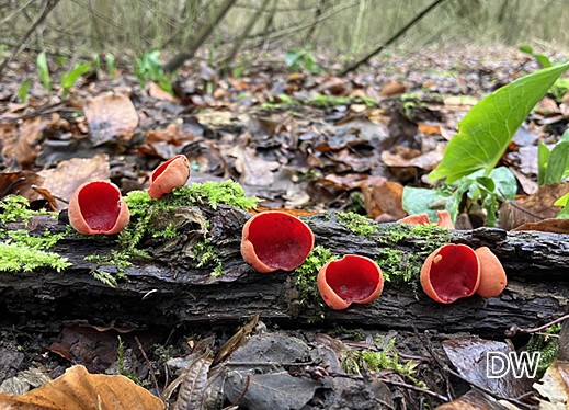 Sarcoscypha austriaca - Roter Kelchbecherling