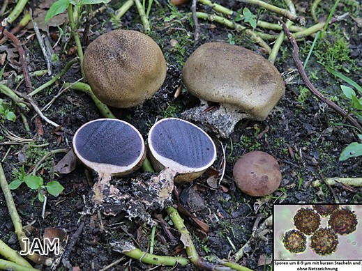 Scleroderma verrucosum - Dünnschaliger Kartoffelbovist