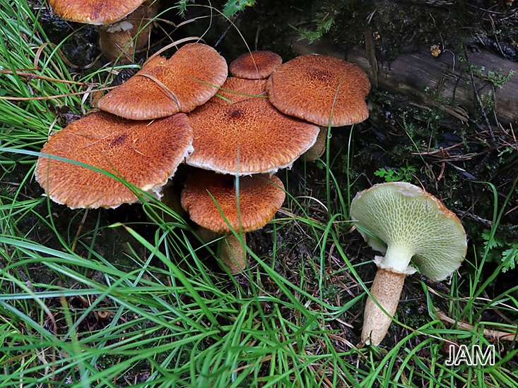 Hohlfußröhrling (Suillus cavipes)