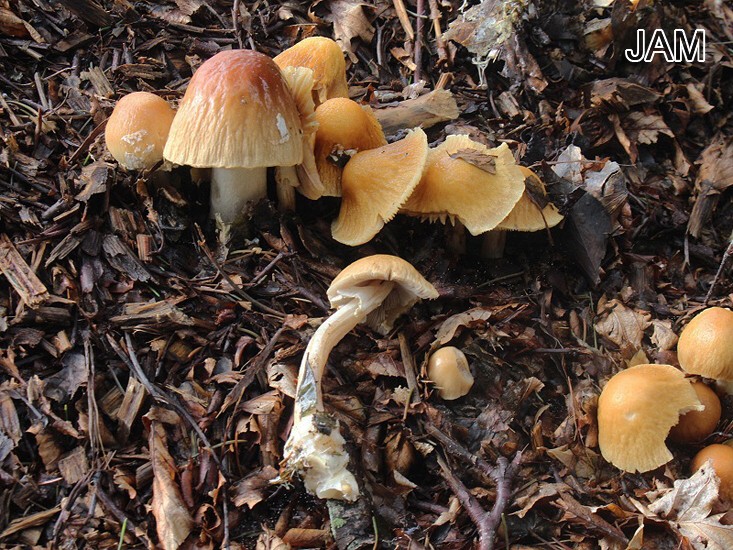 Aderiger Ackerling (Agrocybe rivulosa)