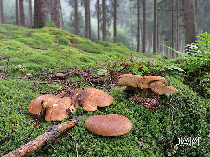 Samtfuß-Krempling (Tapinella atrotomentosa)