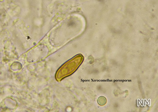 Xerocomellus porosporus - Gelbrissiger Rotfußröhrling, abgestutzte Spore