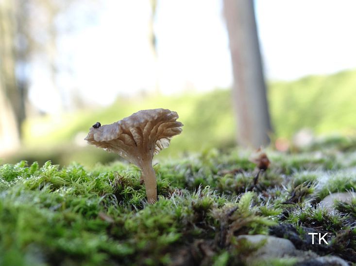 Arrhenia rickenii - Ger�ll-Nabeling