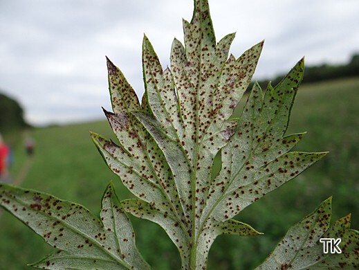 Puccinia artemisiella - Gewöhnlicher Beifußrost