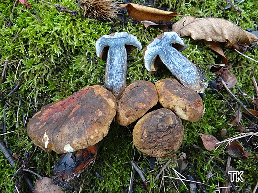 Cyanoboletus pulverulentus - Schwarzblauender Röhrling