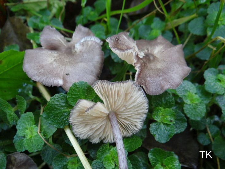 Entoloma allochroum - Lilastieliger Zrtling