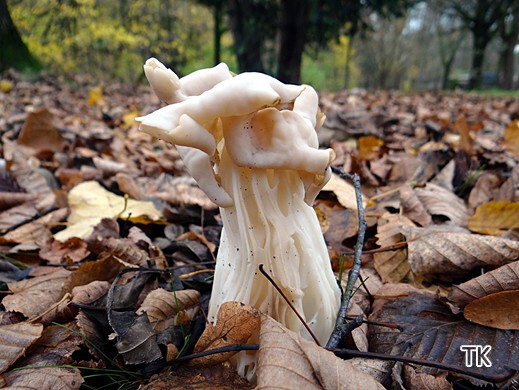 Helvella crispa - Herbstlorchel