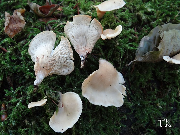Hohenbuehelia auriscalpium - Ohrlöffel-Harpunenschwamm