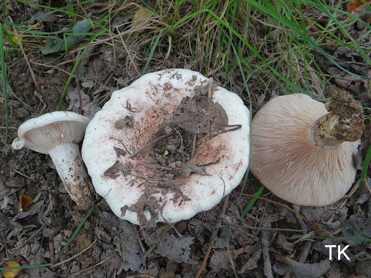 Lactarius controversus
