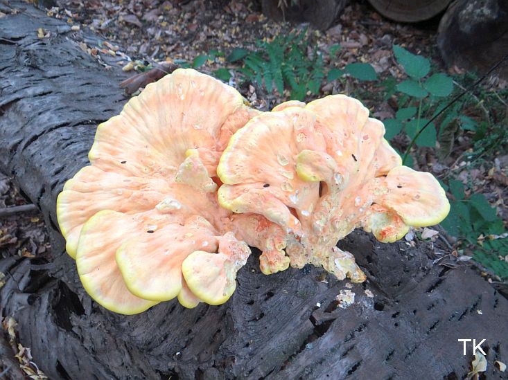 Laetiporus sulphureus