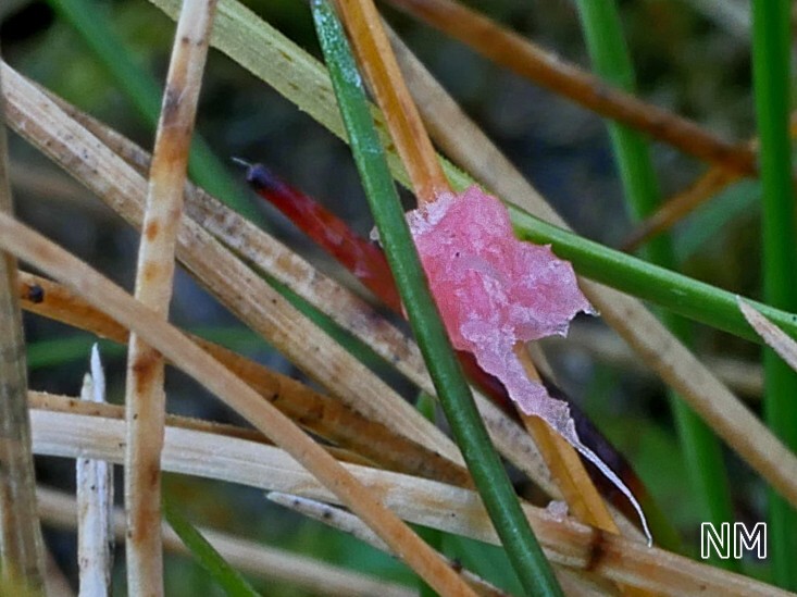 Gräser-Rotspitzigkeit (Laetisaria fuciformis)