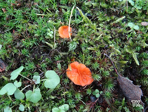 Neottiella rutilans - Feinbewimperter Moosborstling