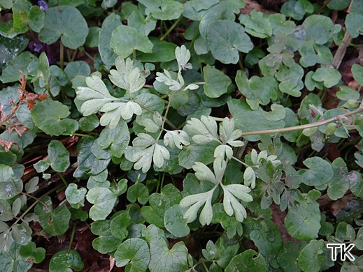 Peronospora corydalis - Falscher Lerchenspornmehltau